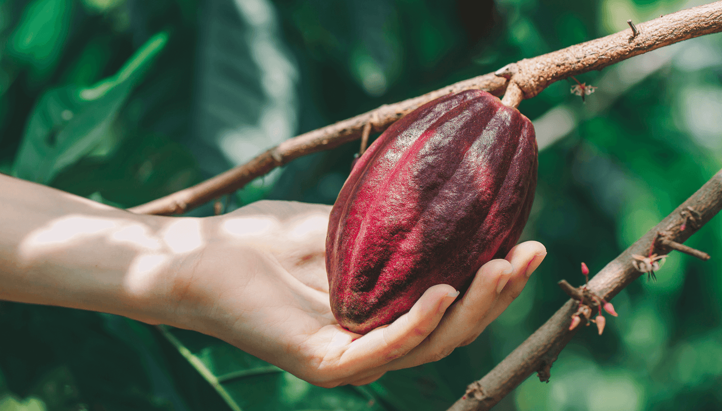 Go Relax – organické instantní kakao s liškami a reishi (10 porcí)